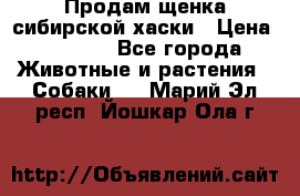 Продам щенка сибирской хаски › Цена ­ 8 000 - Все города Животные и растения » Собаки   . Марий Эл респ.,Йошкар-Ола г.